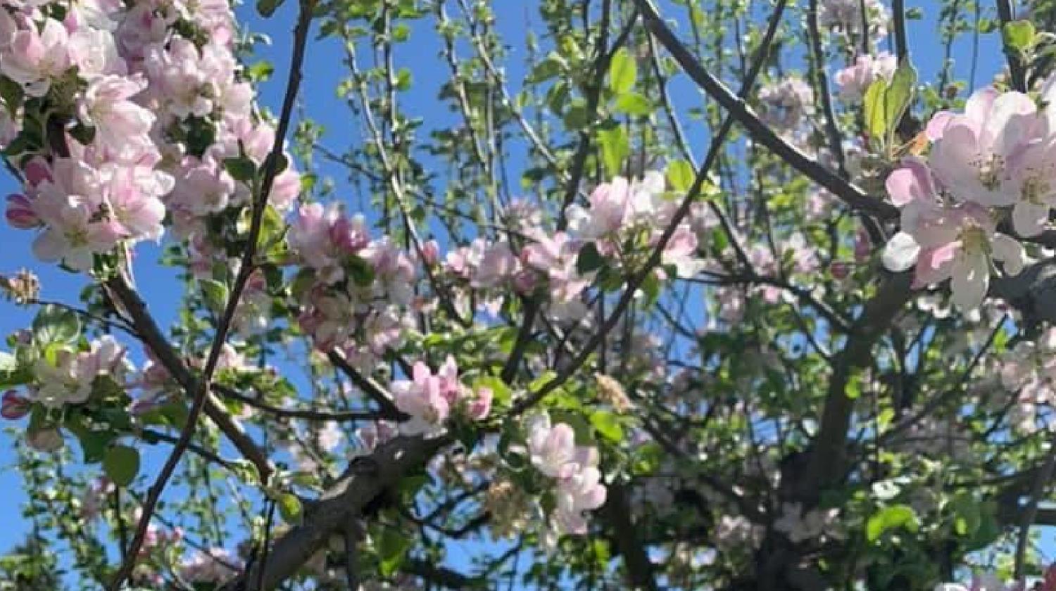 Dekorationsbild föreställande rosa äppelblommor och där man ser den blåa himlen mellan trädkronans grenar.